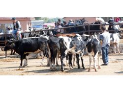 Bu Yıl 'Kurbanlık Bulma Sorunu' Yaşanmayacak