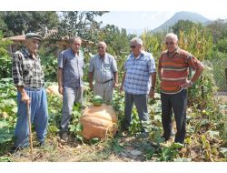 Fethiyeli Çiftçi, Bahçesinde 174 Kiloluk Bal Kabağı Yetiştirdi