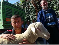 Merinos Koyunu, Vatandaşın Umudu Oldu