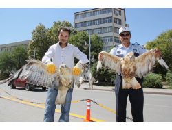 Eve Giren Şahinler Belediyeye Teslim Edildi