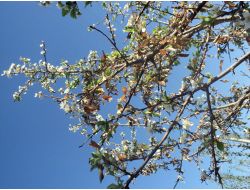 Sonbahar'da Çiçek Açan Erik Ağacı Şaşırttı