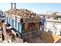 420 Bin Ton Pancardan 57 Bin Ton Kristal Şeker Üretilecek