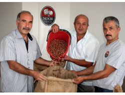 İhracatçı, Üreticiden İlk Fındığı Aldı