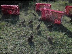 Keneyle Mücadele İçin 700 Sülün Doğaya Salındı