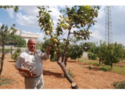 Toprak Aşığı Dede, Bahçesini Türkiye’nin Meyve Haritası Yaptı
