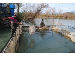 Manavgat'ta Suda Yaşayan Canlıların Yaşam Alanları Koruma Altına Alındı