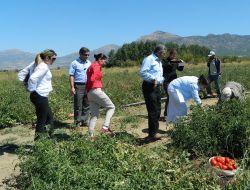 Ak Parti Milletvekili Dalbudak Acıpayam'da İncelemelerde Bulundu