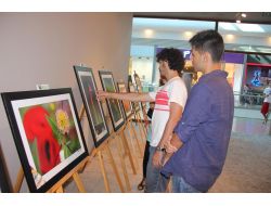 Toroslar'ın Nadide Çiçekleri Görücüye Çıktı