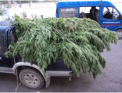 Mısır Tarlasında Kenevir Yetiştirmişler!