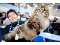 Putin Japon Valiye Sibirya Kedisi Hediye Gönderdi