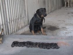 Ölen Yavrularını Bırakmıyor