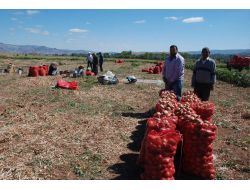 Yozgatlı Soğan Üreticisi Fiyattan Yana Dertli