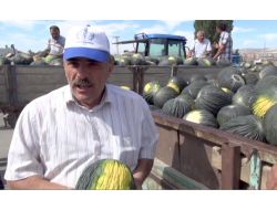 Kazan Ova Kavunu Pazara İndi