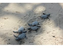 Yeşil Kaplumbağaya Mehmetçik Koruması