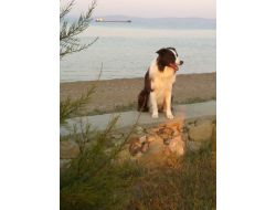 Akıllı Köpek Max'in Çekimleri Bozcaada'da Yapılıyor