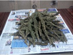 Mardin Ve Malatya'da Toplam 49 Kilogram Esrar