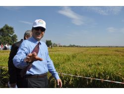 Bakan Eker, 2012 Yılı Çeltik Müdahale Fiyatını Açıkladı: Tonu 1065 Lira