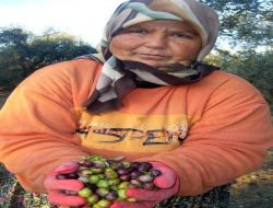 Edremit Körfezi'ndeki Zeytin Üreticileri Sıkıntılı