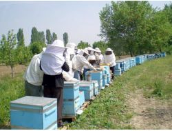 Sertifikalı Arıcılık Kursları Başlıyor