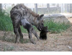 İzmir Doğal Yaşam Ailesi Büyüyor