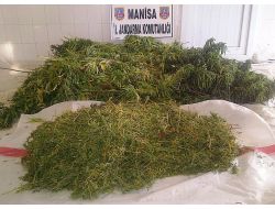 Üzüm Bağında 50 Kg. Kubar Esrar Ele Geçirildi