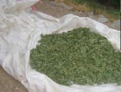 Aydın’da  Uyuşturucu Operasyonu