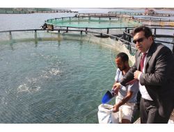 Baraj Gölünde Yurt Dışı İçin Balık Yetiştiriliyor