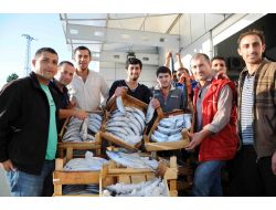 'Vira Bismillah' Diyen Balıkçılar İlk Gün 50 Ton Palamutla Limana Döndü