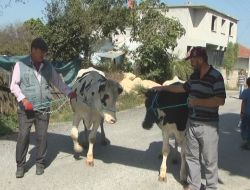 Ferizli'de 300 Baş Gebe Düve Dağıtıldı