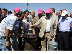 Erçek 3.flamingo Festivali Düzenlendi