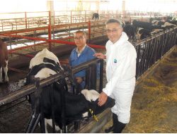 Manisa'da Büyükbaş Hayvanlarını Aşılatmayana Para Cezası Uygulanacak