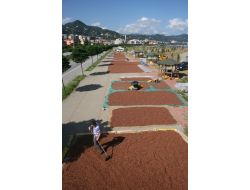 Sahilde Kilometrelerce Uzunluğunda Fındık Harmanı