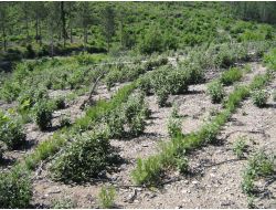 Yangına Karşı 'Dirençli Ormanlar' Kurulacak