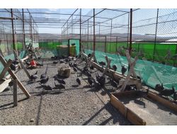 Keklik Üretim İstasyonu, Yeni Kümeslerle Daha Fazla Üretim Yapacak