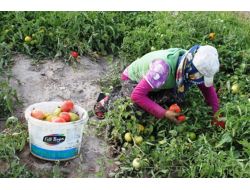 Bitlis’te Domatesten Yüksek Verim Elde Edildi