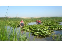 Göl Ortasındaki Adacığı Kenevir Tarlası Yaptılar