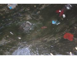 Behzat Deresi'ndeki Toplu Balık Ölümleri Korkuttu