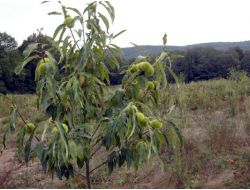 Kestane Ağaçları 3 Yılda Meyve Verdi