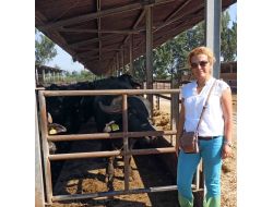 Akü'nün Projesiyle Manda Eti Ve Sütü Marketlerde Satılabilecek