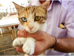 Sokakta Yaşayan Van Kedisi Mahallenin Maskotu Oldu