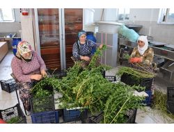 Anavatanı Paraguay Olan Şeker Otu Burhaniye'de Yetiştirilecek