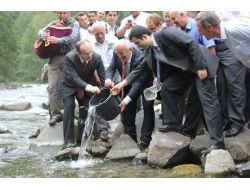 Rize’de Derelere 29 Bin Yavru Alabalık Bırakıldı