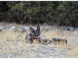 Nesli Tükenmek Üzere Olan Karakulak, Rehabilitasyon Sonrası Doğal Yaşama Salındı