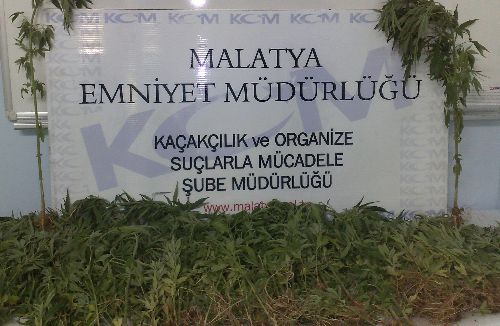 Malatya'da 412 kök Hint keneviri ele geçirildi!