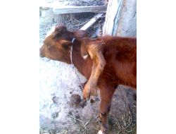 Özbekistan’da Altı Ayaklı Buzağı İlgi Odağı Oluyor