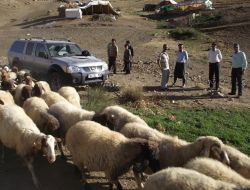 Akkaraman Koyun Irkı Islah Çalışması Başlatıldı