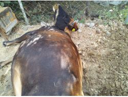 Elektrik Direğinden Kaynaklanan Kaçak Kurbanlık Sığırları Telef Etti