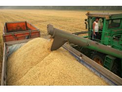Rusya Tahıl İhracatına Yasak Getirebilir