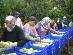 Elma Hasadı Başladı, 610 Bin Tonun Üzerinde Üretim Bekleniyor
