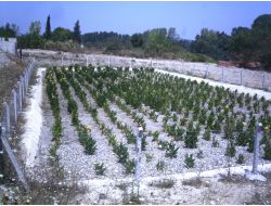 Bursa İl Özel İdaresi’nin Doğal Arıtma Projesi Örnek Olarak Anlatılıyor